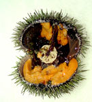2003-11-urchin-eggs.jpg